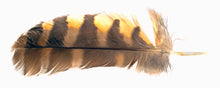 Load image into Gallery viewer, Feather Print - Multiple Styles