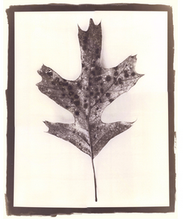 Load image into Gallery viewer, T. Christensen Nature Series - 8" x 10"