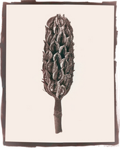 Load image into Gallery viewer, T. Christensen Nature Series - 8" x 10"