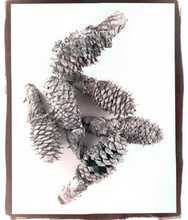 Load image into Gallery viewer, T. Christensen Nature Series - 8" x 10"