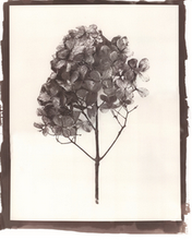 Load image into Gallery viewer, T. Christensen Nature Series - 8" x 10"