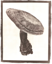 Load image into Gallery viewer, T. Christensen Nature Series - 8" x 10"