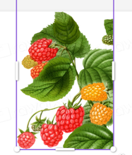 Load image into Gallery viewer, Raspberry Buds - Mason Jar