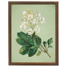 Load image into Gallery viewer, White hydrangea on green background: Silver Frame 1390-70 Qq / 12" X 16"