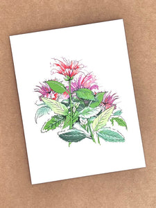 Bee Balm Notecard