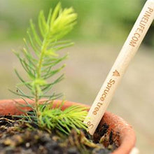 Load image into Gallery viewer, Plantable Spruce Tree Graphite Pencil