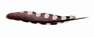 Feather Print - Multiple Styles