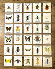 Load image into Gallery viewer, NC Insects Memory Game