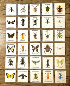NC Insects Memory Game