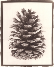 Load image into Gallery viewer, Pinecone Print