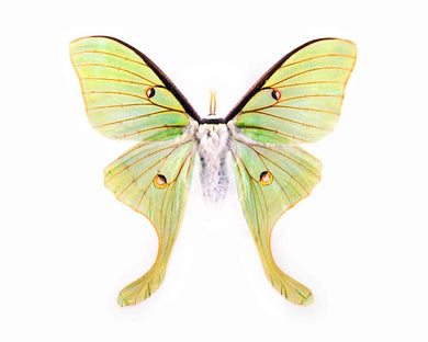 Luna Moth Print